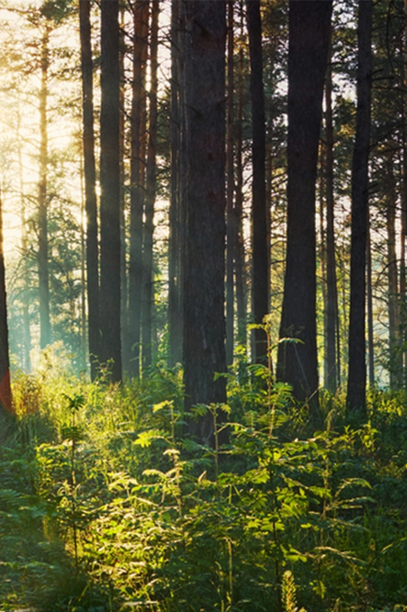 Sustainability | Forbo Flooring Systems